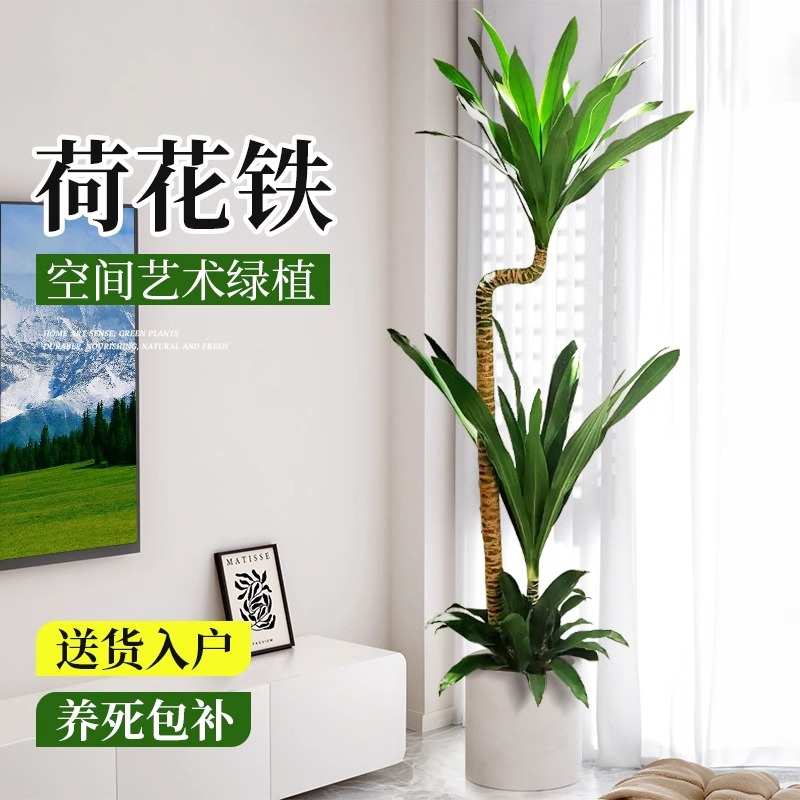 荷花铁美人客厅绿植荷兰铁盆栽龙血树室内大型植物四季好养活禄植