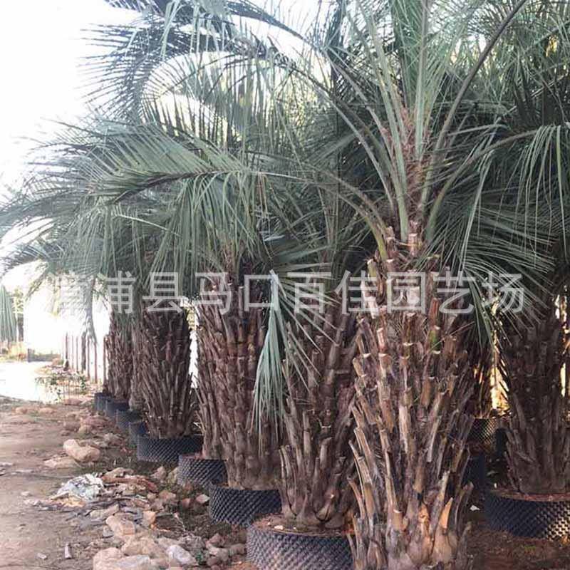 冻子椰子移植苗 弓葵 百佳园艺 杆高1.5米 布迪椰子