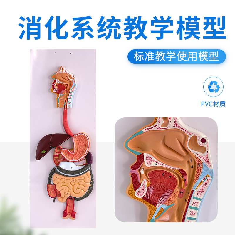 人体消化系统模型 直肠模型 食道模型 口鼻喉胃模型大肠模型肝脏