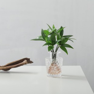 竹柏懒人好养水培植物盆栽室内桌面客厅净化空气花卉绿植盆景摆件