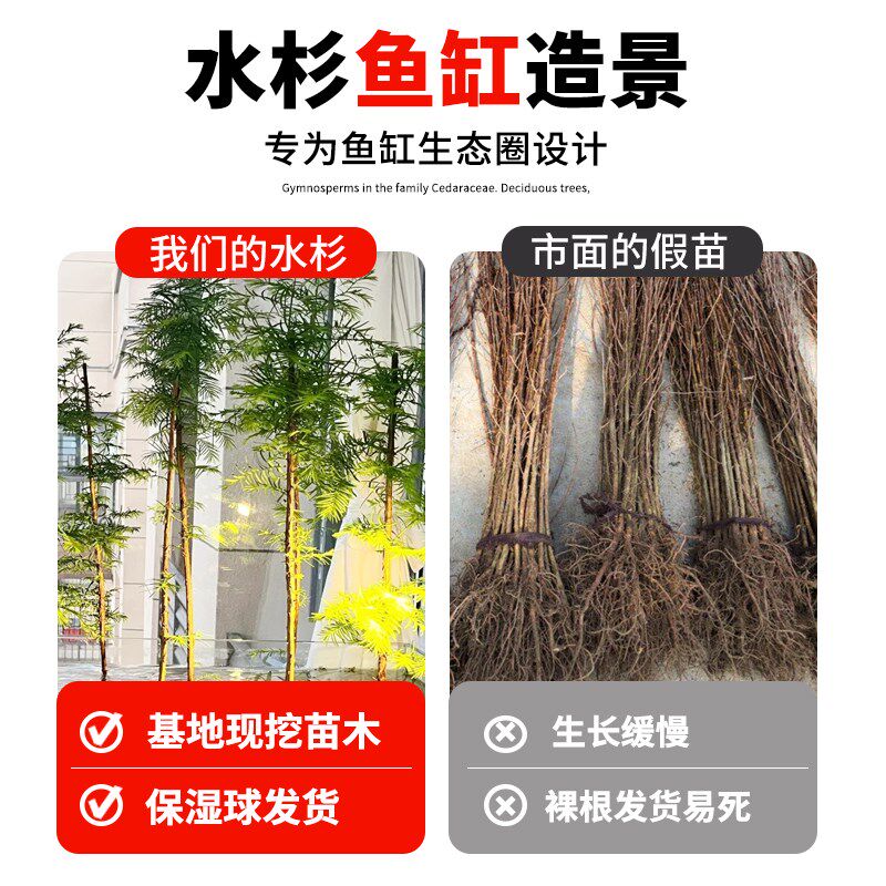 水杉水培鱼缸造景树苗老桩盆栽盆水培绿植