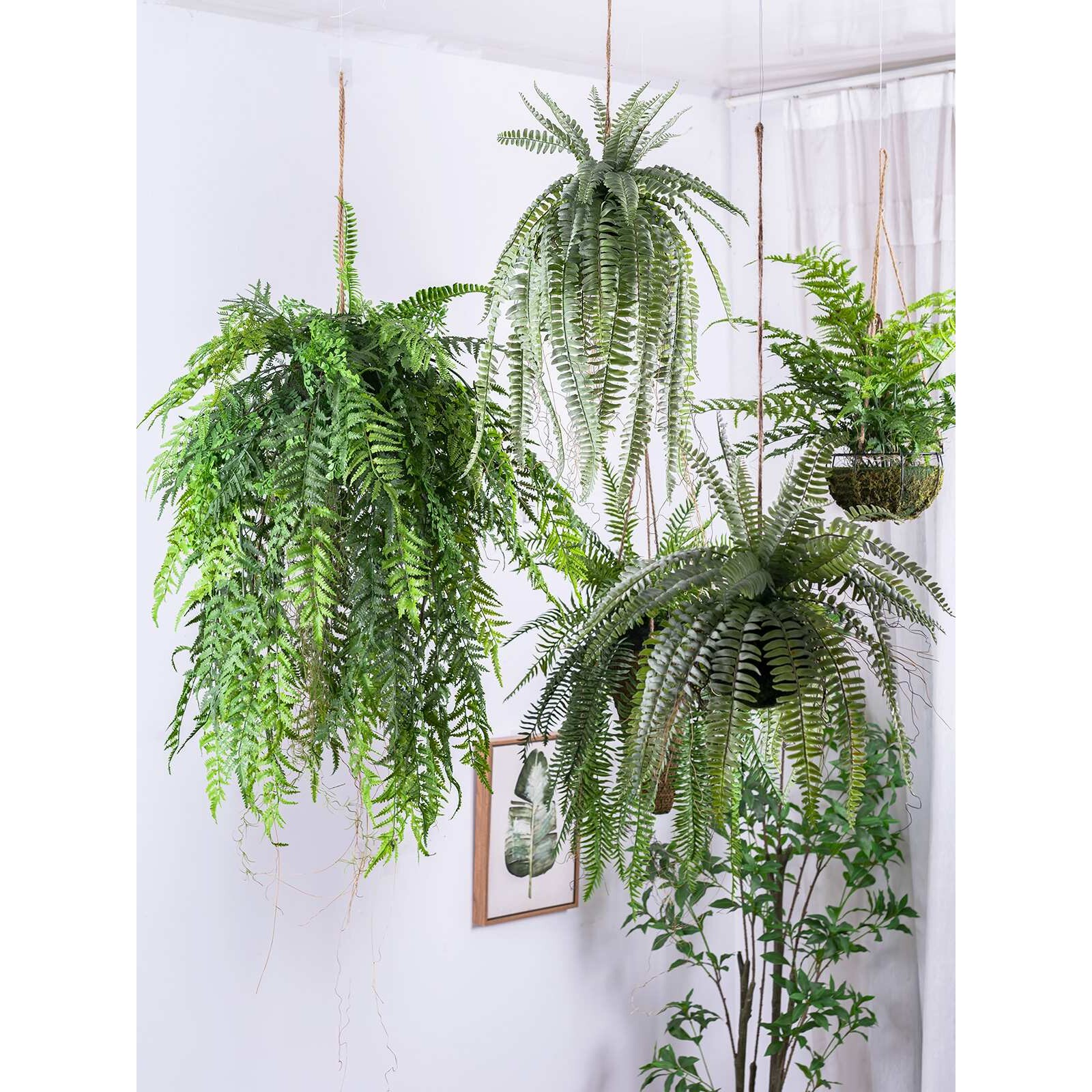 森系垂吊波斯蕨植物草球吊挂盆绿植家居商铺橱窗造景吊顶装饰