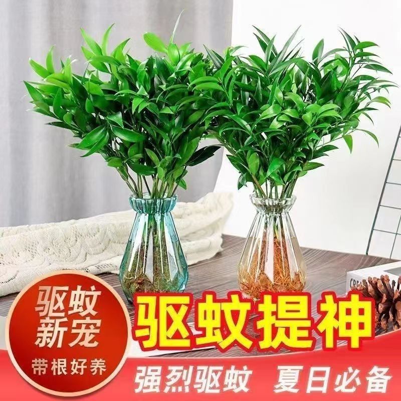 【下单立减50】驱蚊竹柏水培植物室内水养绿植花卉盆栽办公室ZP