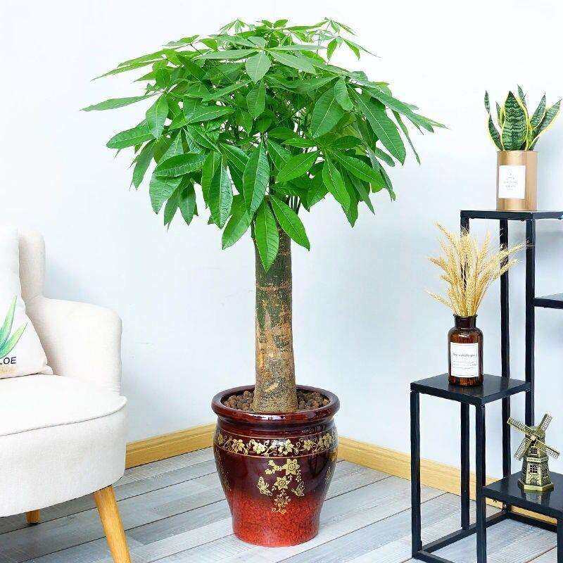 发财树大棵盆栽客厅室内大型绿植物办公室好养绿植开业招财树花卉