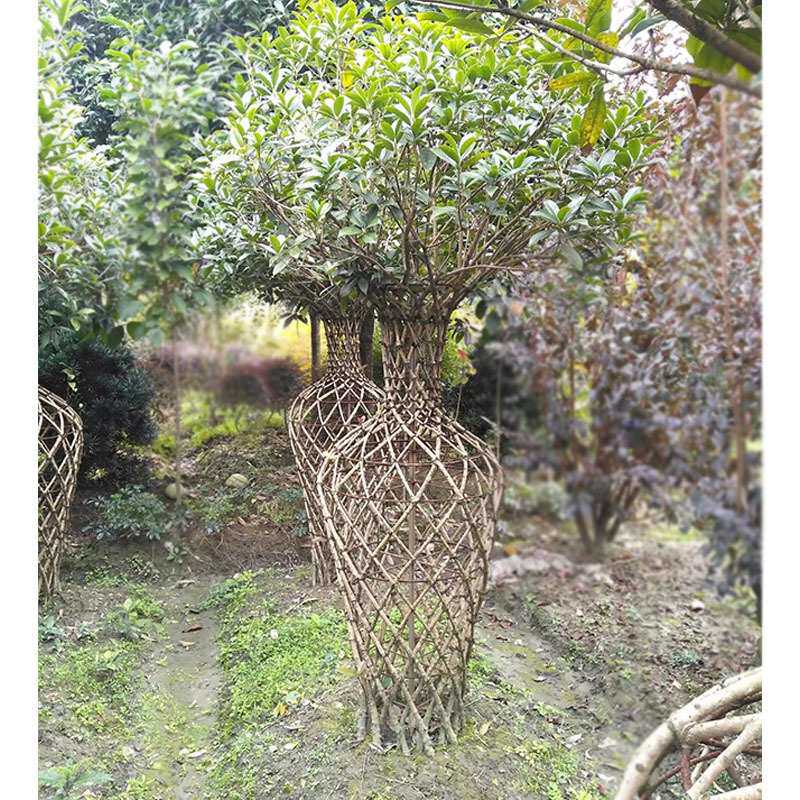 桂花花瓶 桂花编艺植物 成都园林景观绿化苗木 造型绿植