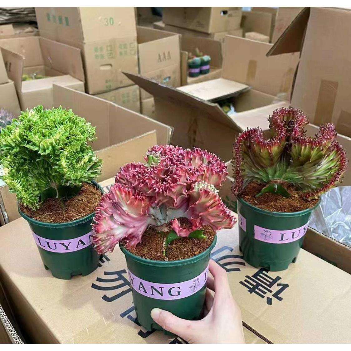 基地直销仙人掌多肉植物小盆栽花卉 精品加仑三色春风