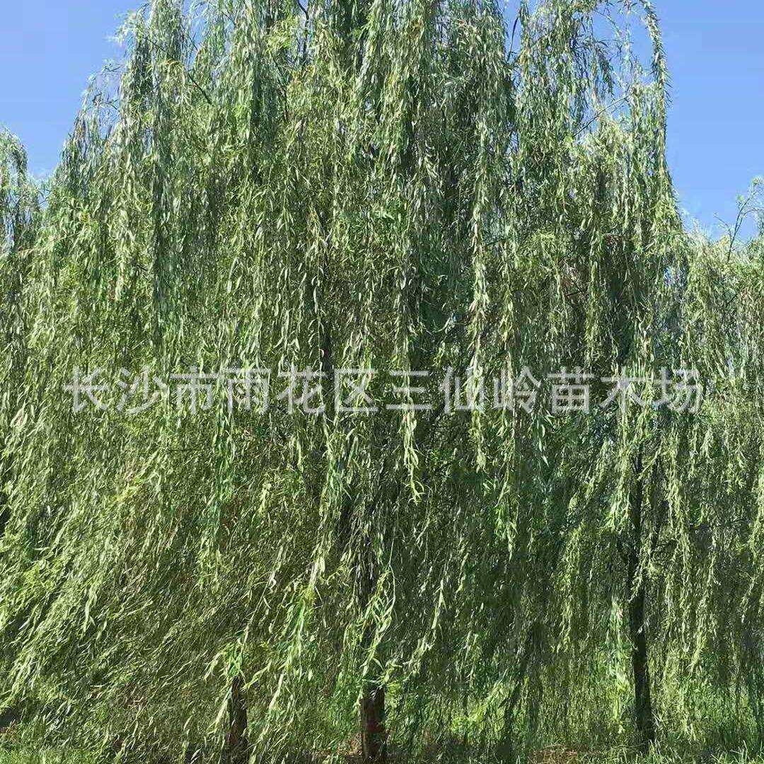 供应湖南金丝柳树 18cm 20公分垂柳 量大价优