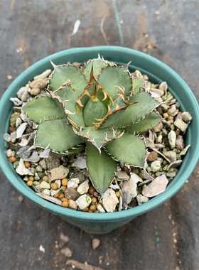 蕾丝龙舌兰仁王冠Agave titanota Filigree大鼻多肉植物潮流块根