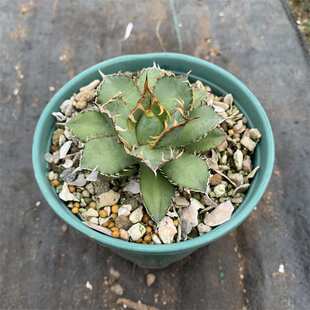 蕾丝龙舌兰仁王冠Agave titanota Filigree大鼻多肉植物潮流块根