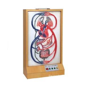 大、小循环电动模型，人体脉管系统模型