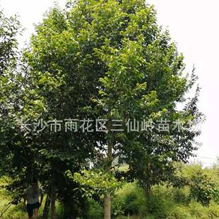乐昌含笑行道树 15cm公分乐昌含笑 湖南苗圃薄利多销