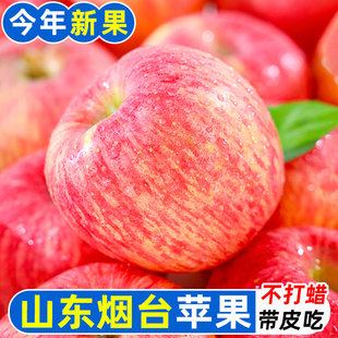 现摘现发精品山东烟台富士苹果彩箱精装酥脆爆汁新鲜水果