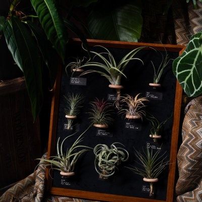 生野造物20寸空气凤梨大相框装饰礼品摆件软装装饰挂画礼物绿植,家居饰品,其他装饰画,淘宝优惠券,粉丝福利购,淘宝优惠卷