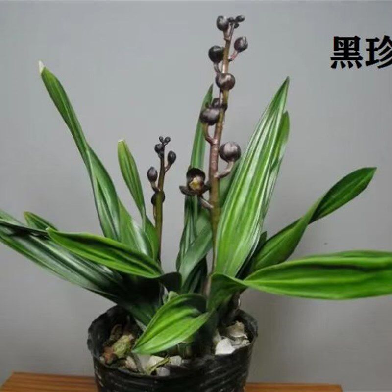 墨兰矮种铭品黑珍珠带花盆兰花苗荷瓣浓香花