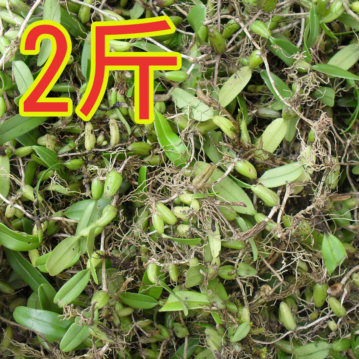 21新鲜果上叶石米单叶小号果上叶石橄榄斤000g