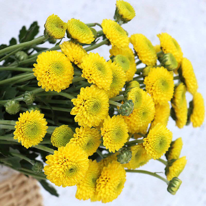 小雏菊鲜花云南基地直发昆明直供