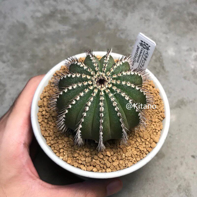 栉尤刺伯球仙人球稀有经典品种进口仙人掌科实生植肉多物尤博球