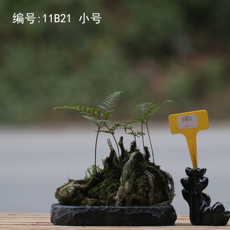 山野雅居 一物景拍吸水石狼尾蕨老桩微一喜阴耐旱易养桌茶办公室