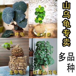 红藤山乌龟素可泰一叶诺瓦山乌龟水培多肉块根植物室内客厅小盆栽