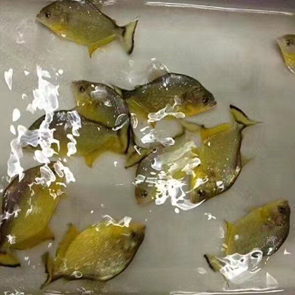 旧金山黄钻水水鱼S属淡型热带猛鱼精致美观中虎群养观赏猛鱼包活
