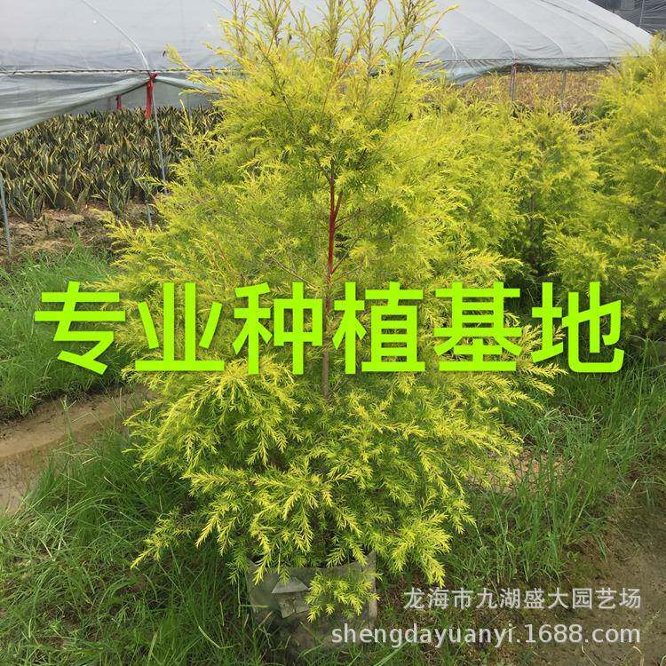 浙江千层金树黄金宝树 黄金香柳球黄千层报价 黄金香柳树价格