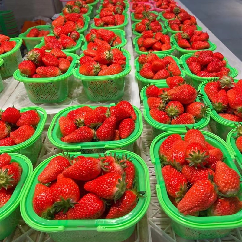 塑料水果篮子1小2斤3斤手斤装草莓篮樱桃篮杨梅篮桑葚篮4提斤方篮