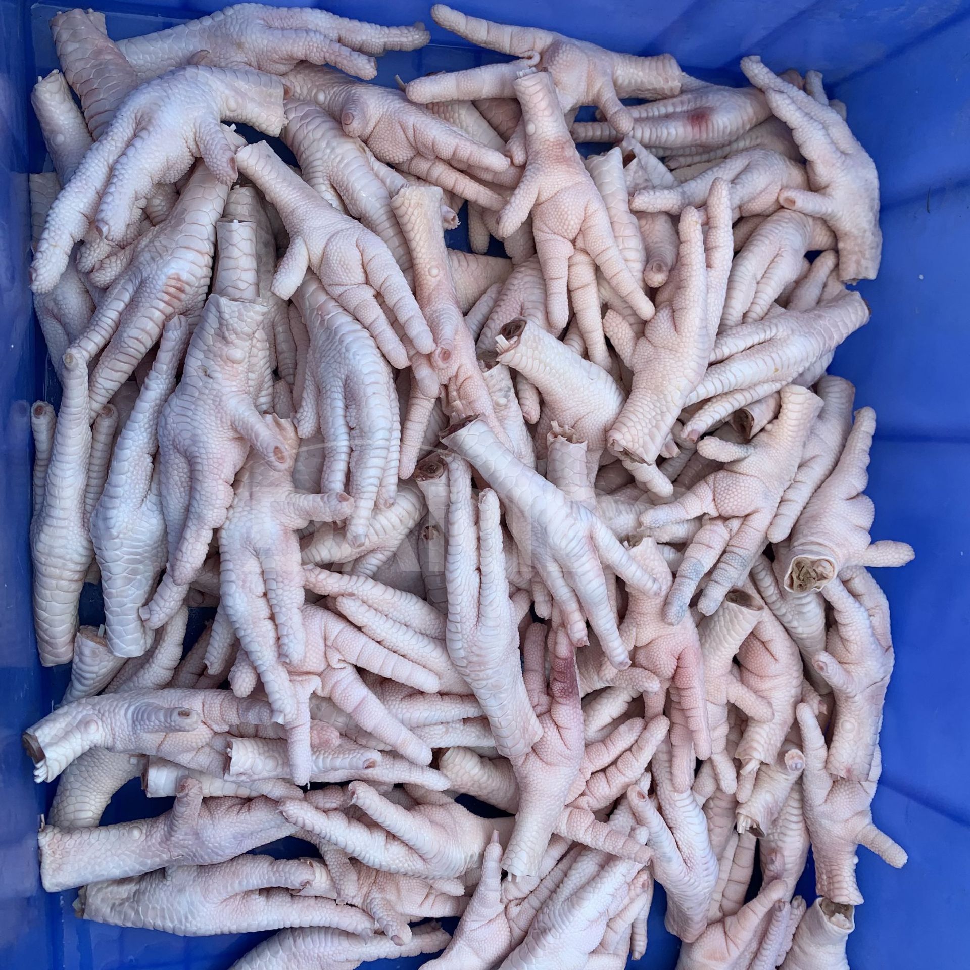 L大型商用鸡爪去指甲机 商用双工位鸡爪剪甲机 代替人工鸡脚修指