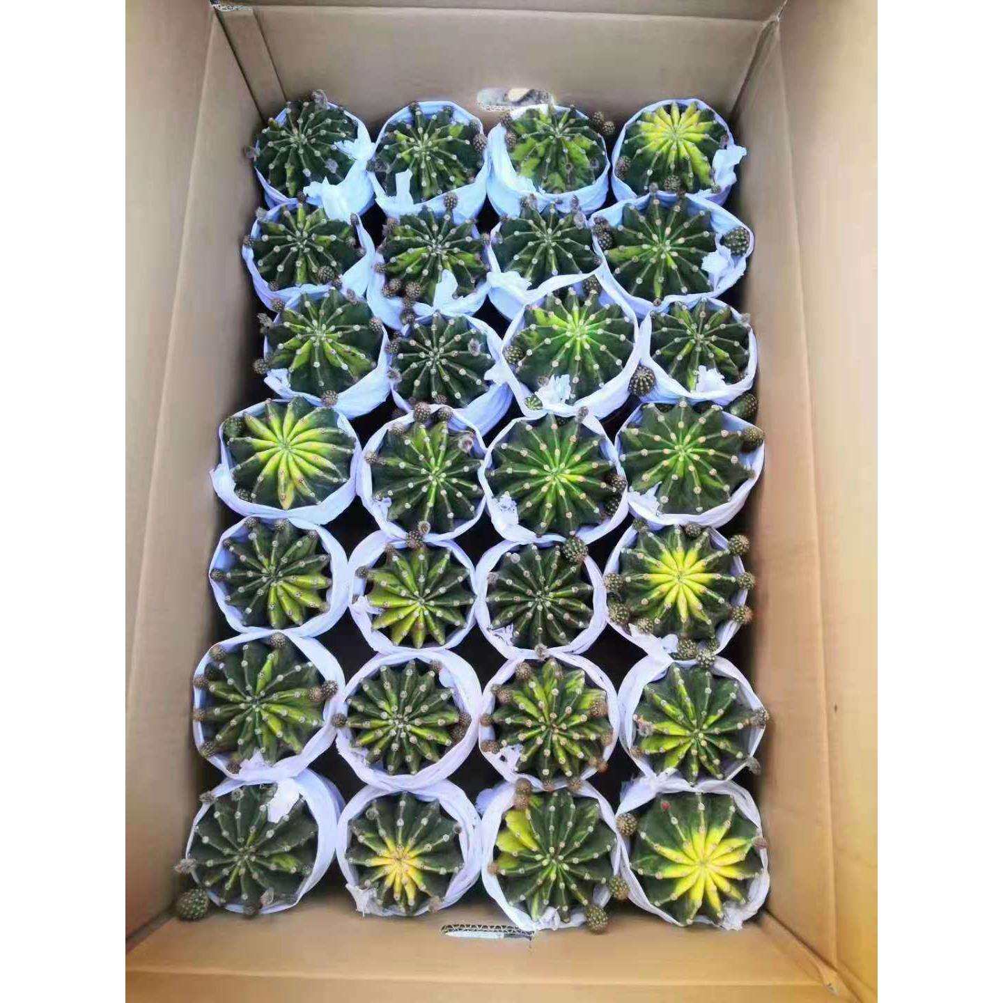 【基地直供】仙人球多肉植物小盆栽 居家盆栽绿植花卉 世界图锦