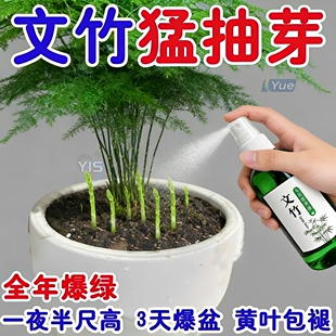 【急救】文竹营养液专用肥料盆栽绿植物叶子发黄枯瘦尖烂根营养液