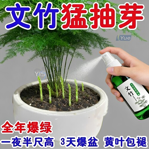 【急救】文竹营养液专用肥料盆栽绿植物叶子发黄枯瘦尖烂根营养液