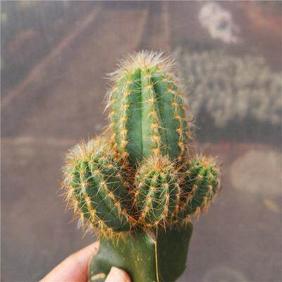 多头群生紫艳柱 仙人柱 蓝色植物品种沙漠景观绿植花卉仙人柱直销