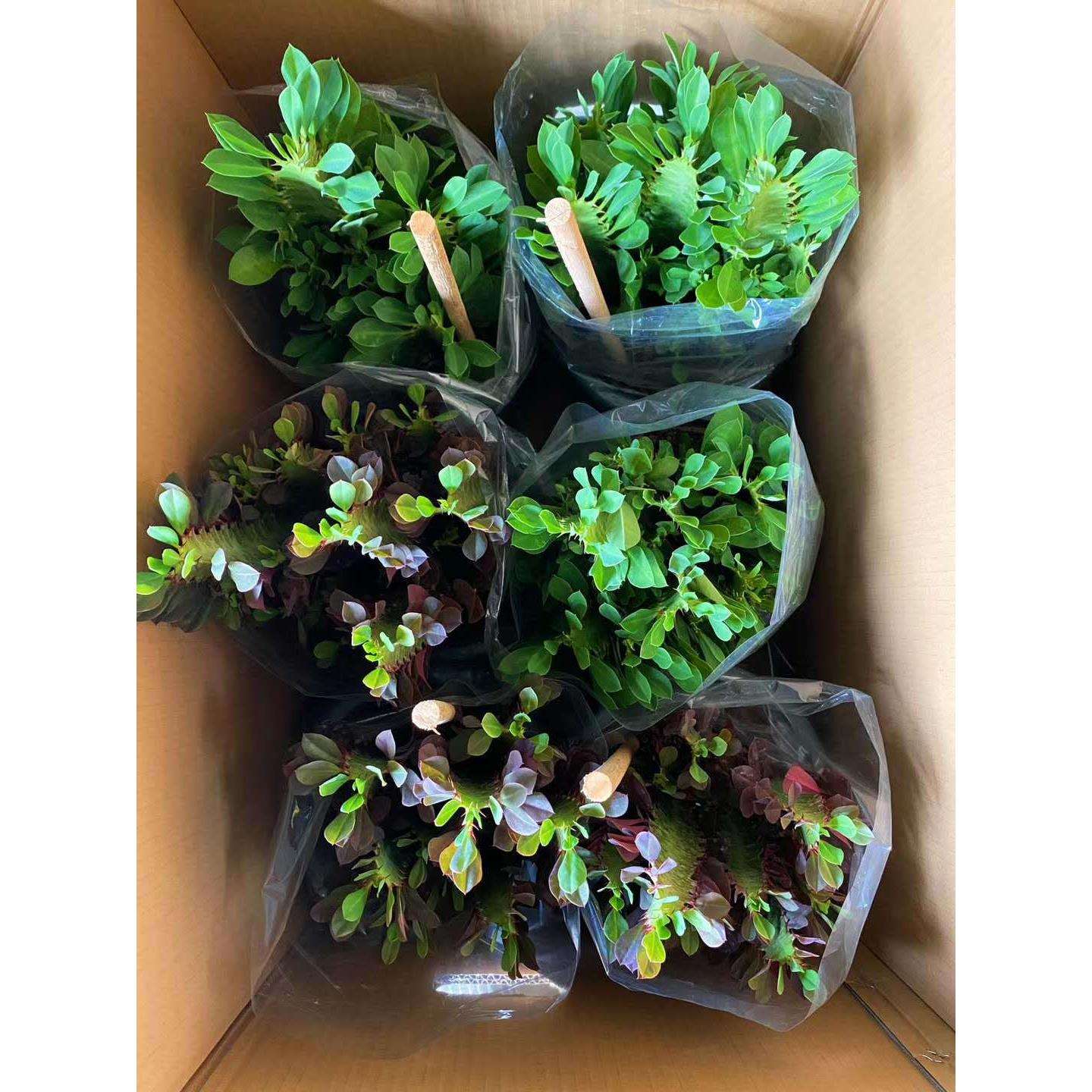 基地直销 230#青红龙骨混装居家花卉植物多肉植物 阳台植物