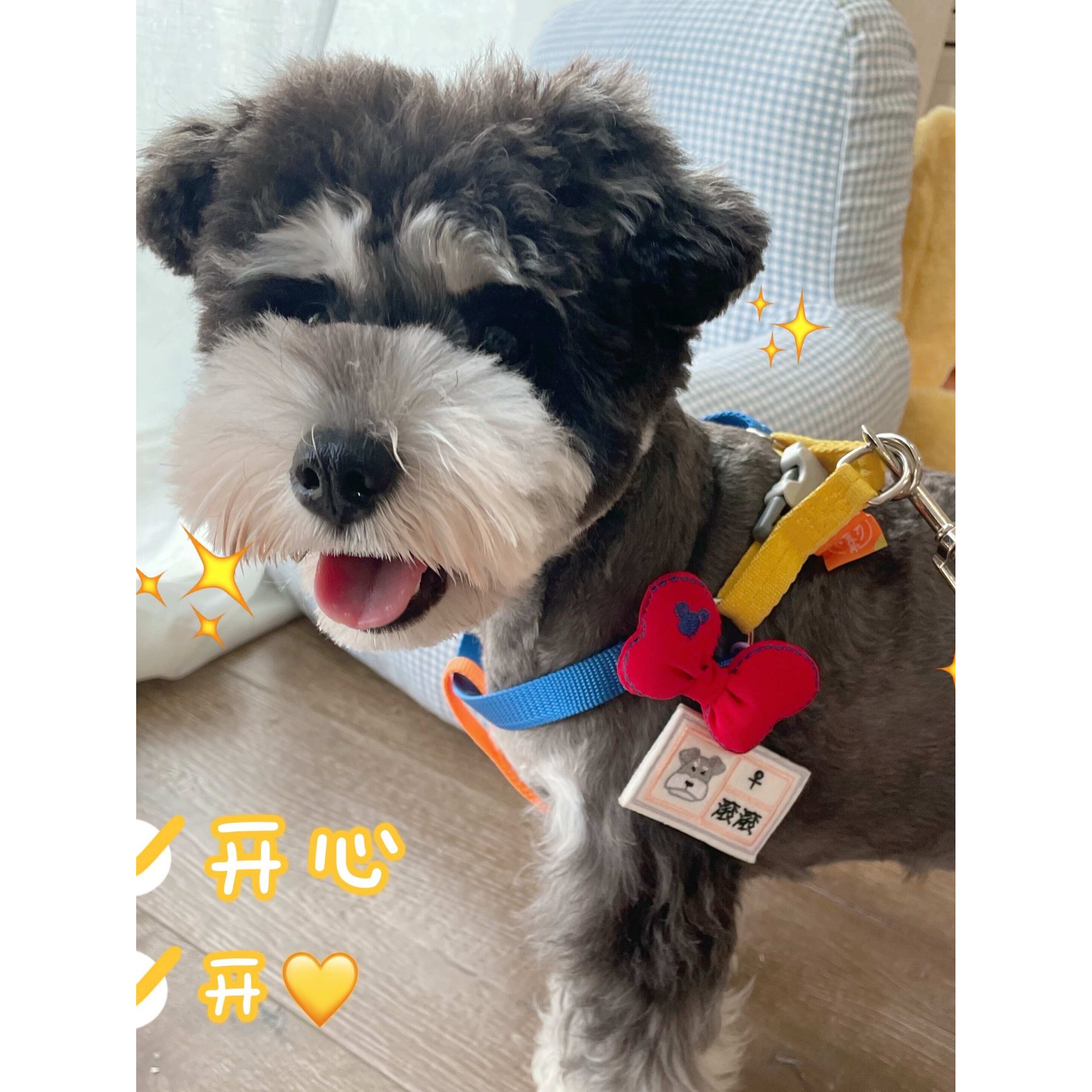 ins设计撞色蝴蝶狗胸背带结牵引绳小型犬幼犬可爱胸背带牵引绳子