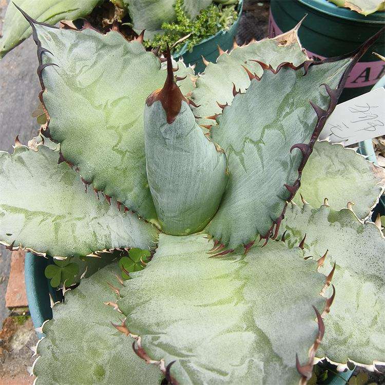 狮毛龙舌兰仁王冠 狮鬃仁王冠 严龙潮流精品中小型多肉植物盆栽