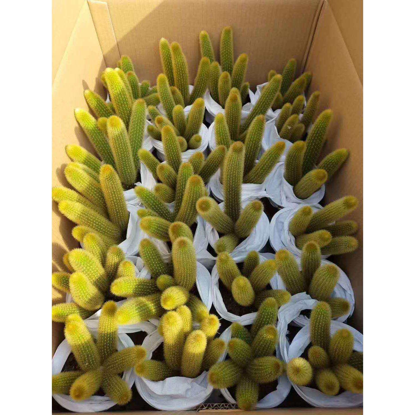 【基地直供】家居植物花卉盆栽 仙人掌多肉植物盆栽 黄金条