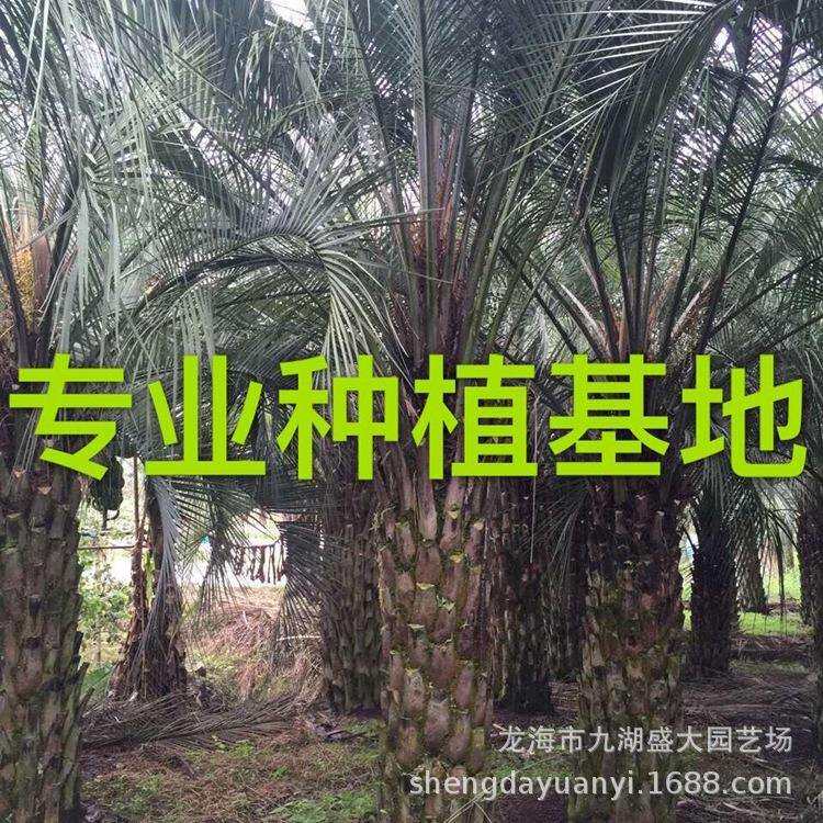 福建布迪椰子 贵州布迪椰子价格 浙江上海布迪椰子树供应