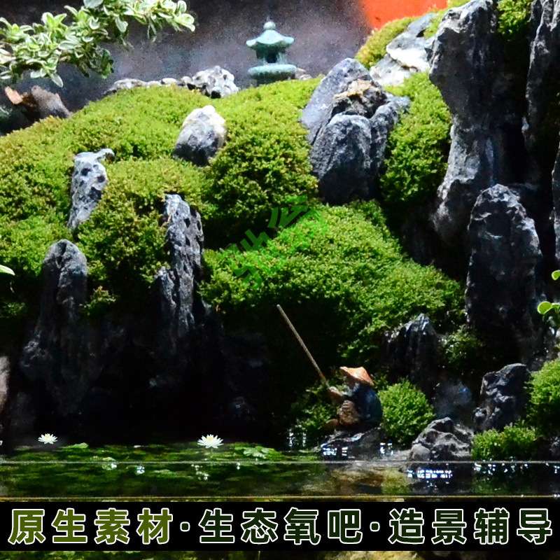 yut水陆缸造景套餐材料超白玻璃鱼缸生态雨林缸装饰植物景观草缸