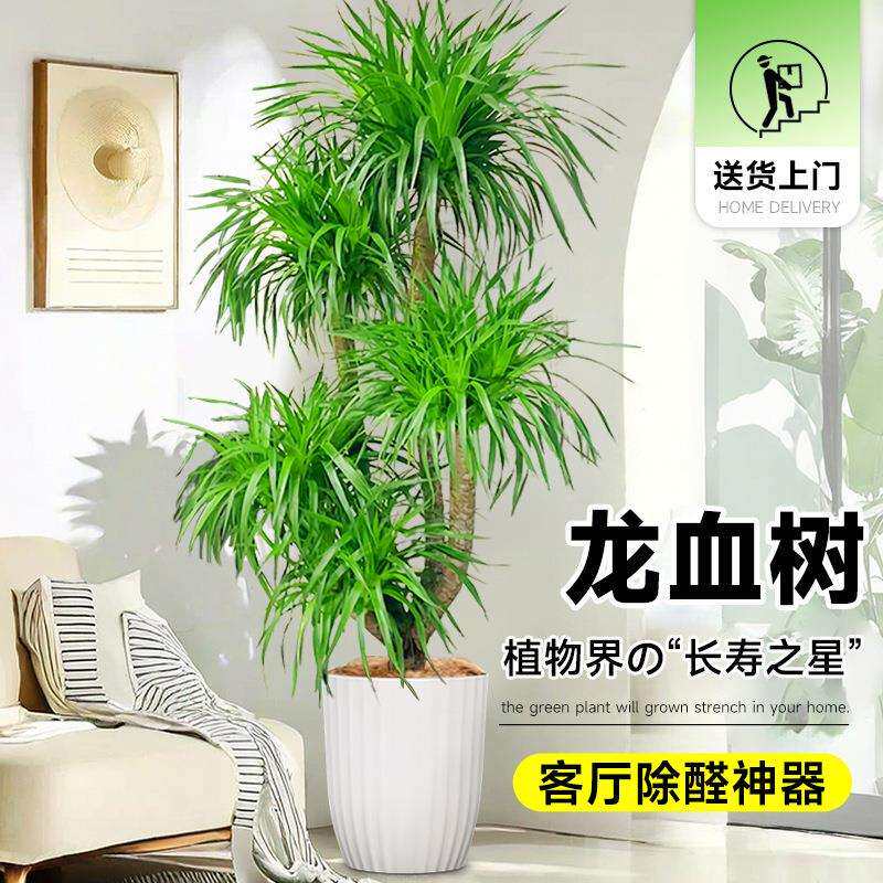 龙血树客厅绿植旺宅大型多头龙须树盆栽室内大号盆景真龙铁树植物