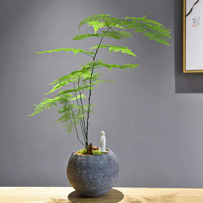 文竹盆景植物四季常青桌面绿植意境中式禅意盆栽茶室装饰摆件礼品