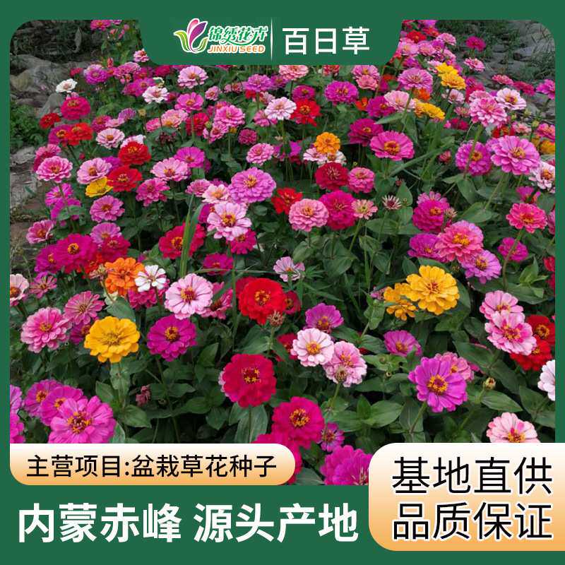 基地 直播 景观花海 重瓣百日草 步登高 百日菊种籽 野花组合