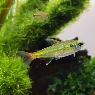 红尾科佩依热带活观赏鱼新手好养草缸群游鱼高端灯科鱼淡水鱼
