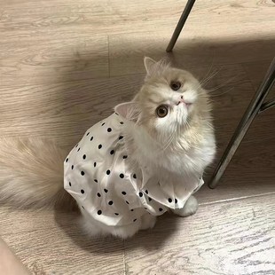 宠物猫咪衣服夏天薄款透气防掉毛布偶金渐层蓝猫狗狗公主风连衣裙