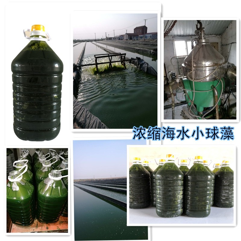 浓缩小球藻海水小球藻轮虫水蚤贝类石斑鱼开口饵料营养强化剂冰冻