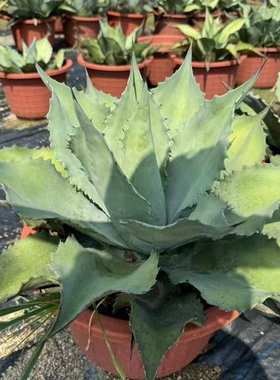 鲸鱼舌龙舌兰 Agave ovatifolia 沙生植物灰蓝色盆栽景观庭院种植