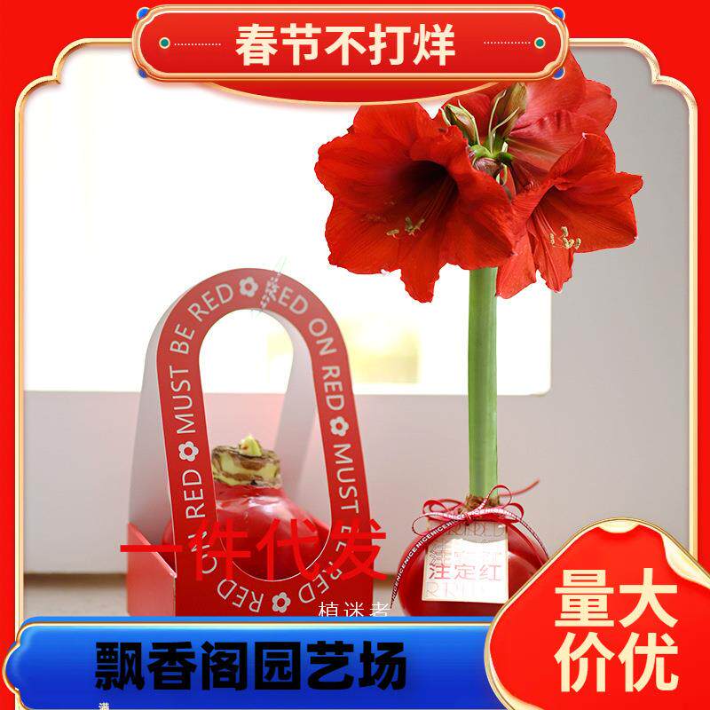 朱顶红蜡球情人节送礼新年女友礼物手提礼盒进口封蜡朱顶