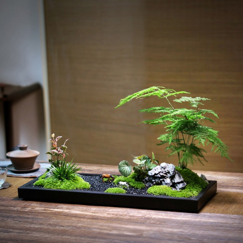 乌金石盆大型枯山水微景观苔藓文竹菖蒲组合盆景办公桌盆桌茶栽