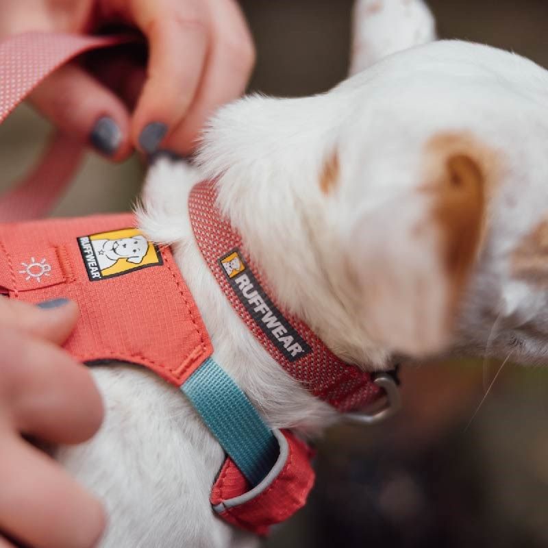 新款拉夫威尔嗨轻狗狗牵引绳项圈泰迪柴犬遛狗链大小型犬狗绳脖圈