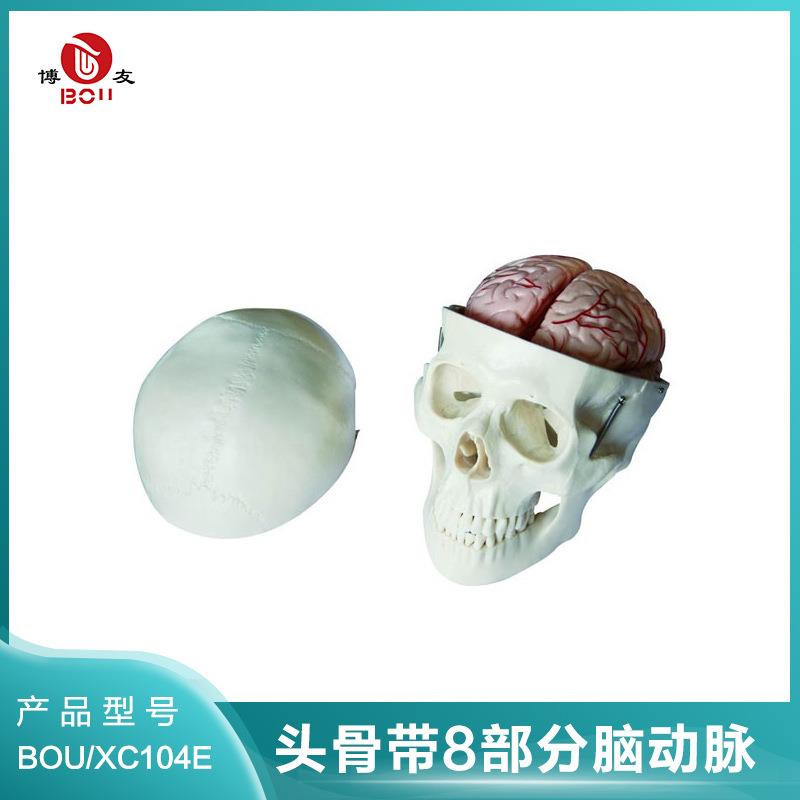 博友头骨带8部分脑动脉模型头颅骨模型成人头骨模型骷髅头模型