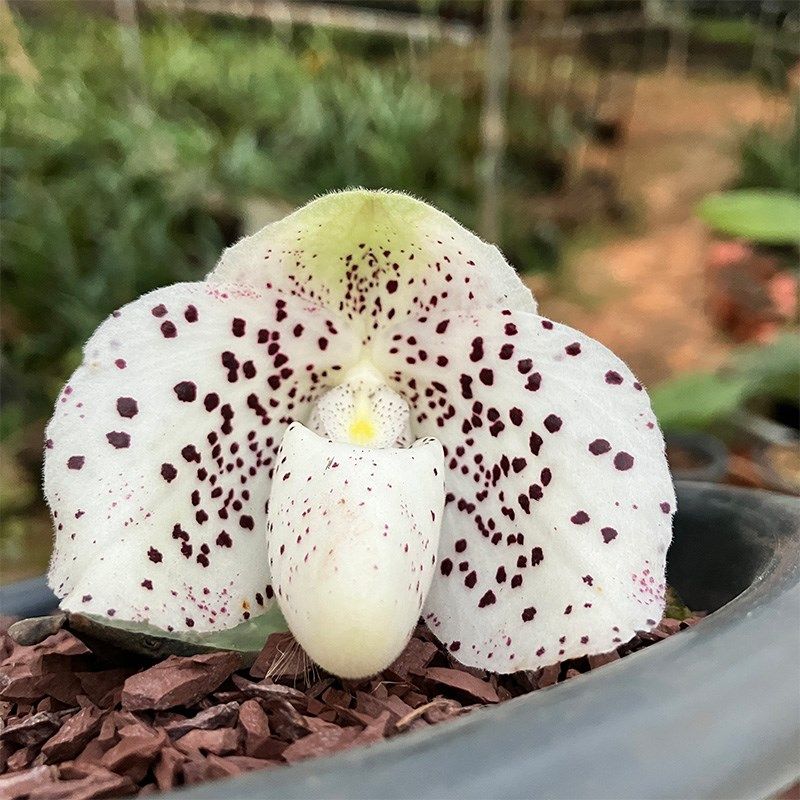 匠人花圃巨瓣兜兰花植物盆栽硬叶肉饼大花室内好养绿植花卉同色苗