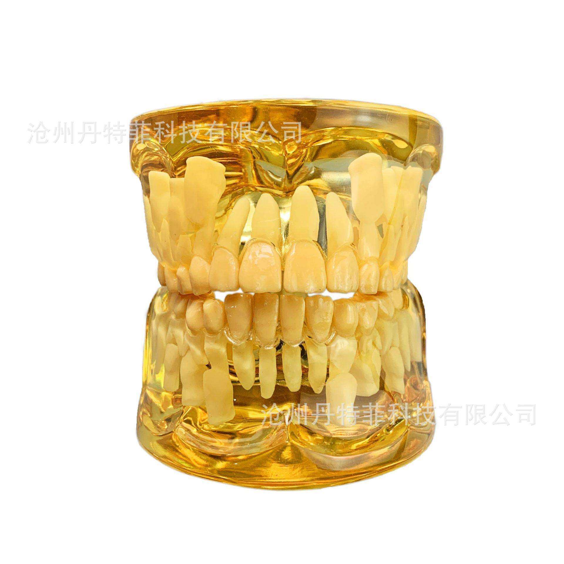 乳恒交替模型牙齿模型乳恒牙交替模型,玩具/童车/益智/积木/模型,毛绒/玩偶/公仔/布艺类玩具,淘宝优惠券,粉丝福利购,淘宝优惠卷